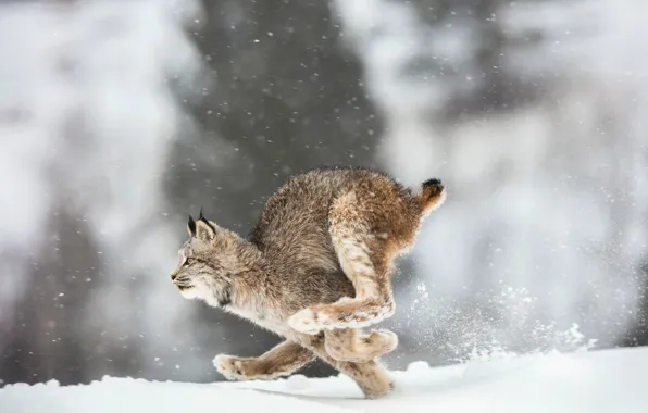 Picture Winter, Snow, Canada, Running, Predator, Canada, Lynx, Big cat