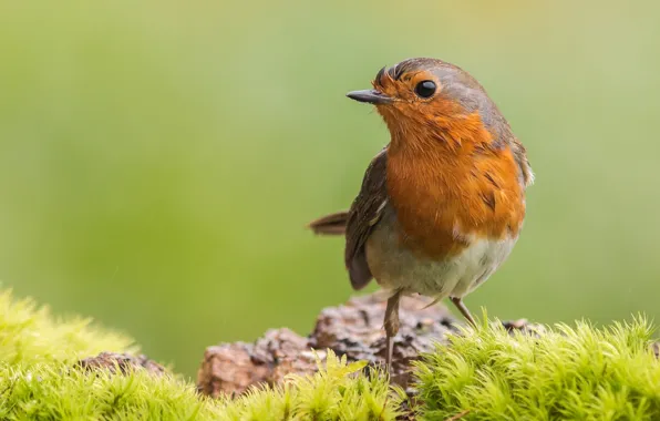 Picture wet, feathers, bird, Robin, Robin