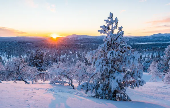 Picture winter, snow, trees, landscape, mountains, tree, forest, landscape