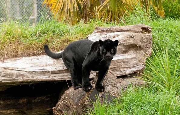 Picture predator, Panther, wild cat, black Jaguar