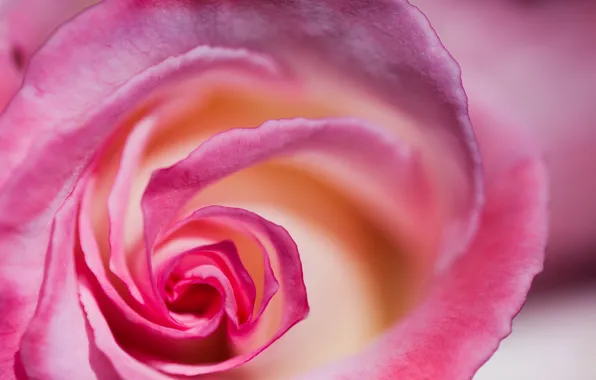 Flower, macro, rose