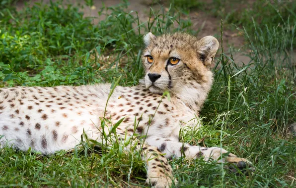 Cat, grass, stay, Cheetah, cub