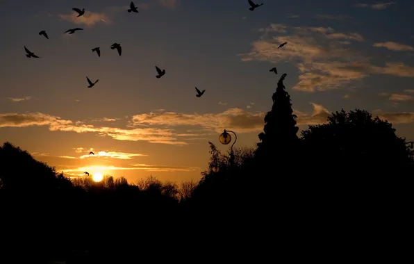 The sky, trees, sunset, birds, lights, silhouettes, alloca