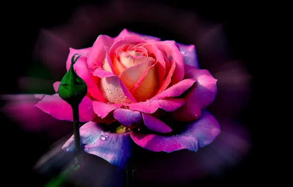 Flower, drops, Rosa, rose, petals, Bud