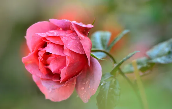 Flower, leaves, water, drops, Rosa, rose, petals