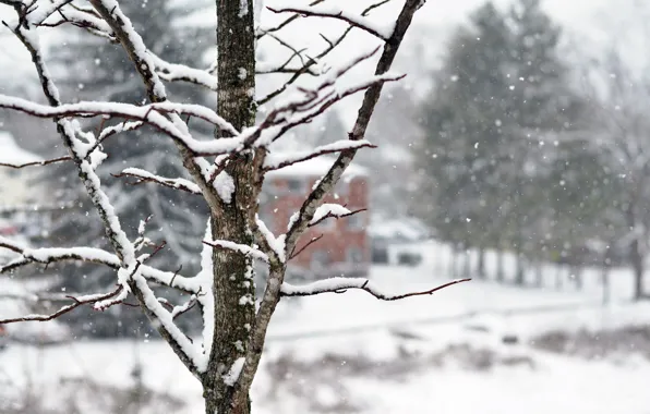 Winter, snow, trees, snowflakes, branches, nature, tree, home