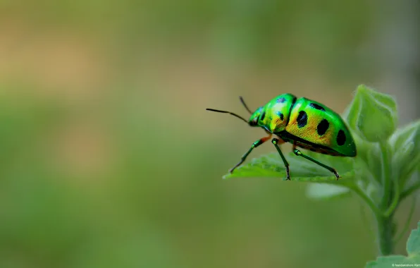 Macro, beetle, insect, green beetle