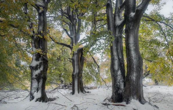 Autumn, forest, snow, trees, branches, nature, fog, Park