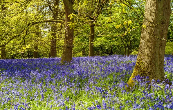Picture forest, grass, trees, flowers