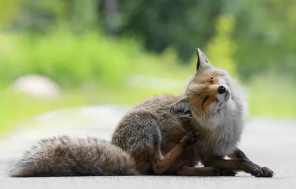 Look, face, nature, pose, paws, Fox, tail, lies