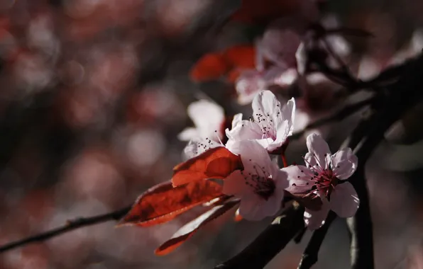 Picture flower, macro, nature, cherry, flowering, twigs