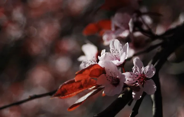 Flower, macro, nature, cherry, flowering, twigs