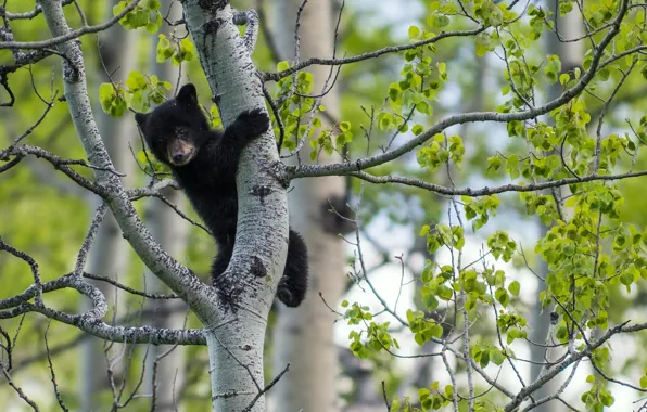 Picture tree, bear, bear, on the tree