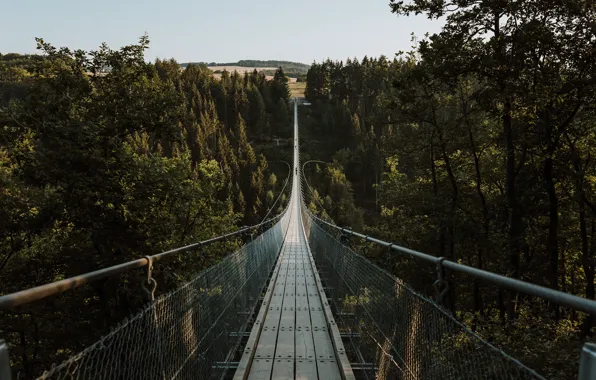 Forest, bridge, nature