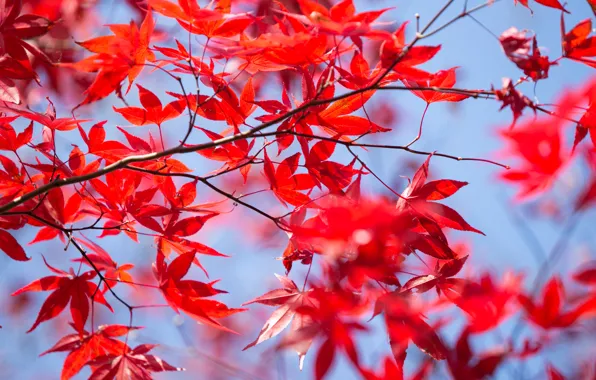 Autumn, leaves, tree, colorful, red, maple, autumn, leaves