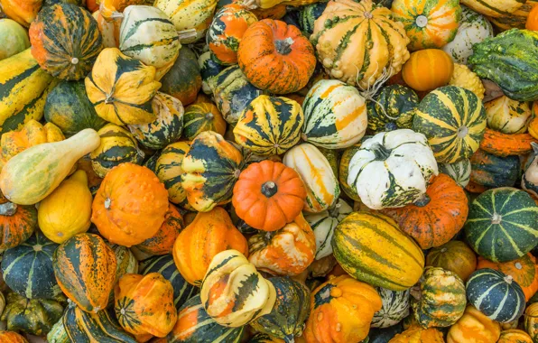 Autumn, color, harvest, pumpkin, form, vegetables, a lot, different