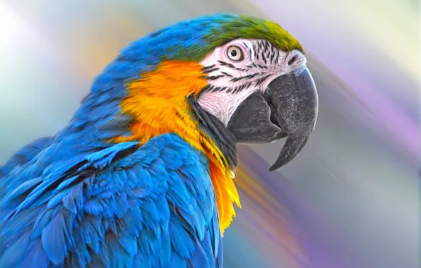 Picture bird, feathers, beak, parrot, Blue-and-yellow macaw