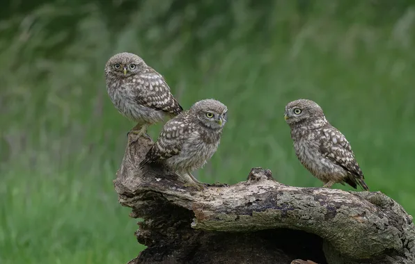 Birds, owl, stump, snag, owls, trio, green background, owl