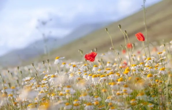 Flowers, Maki, chamomile, slope, meadow