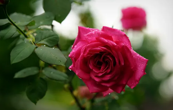 Picture drops, rose, spring, Bud, flowering