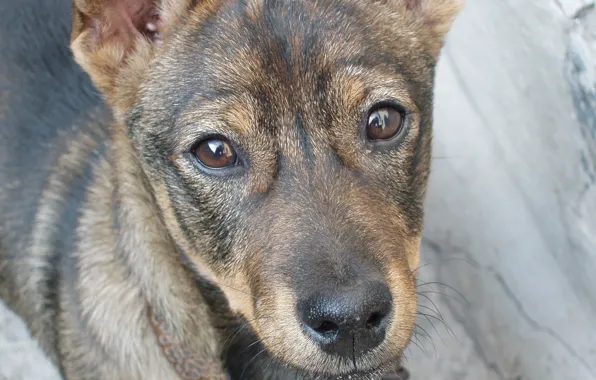 Eyes, look, macro, eyes, dog, nose, spout, dog