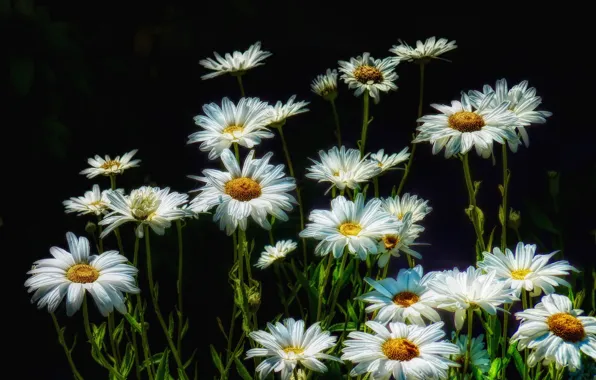 Flowers, chamomile, white, black background, leucanthemum