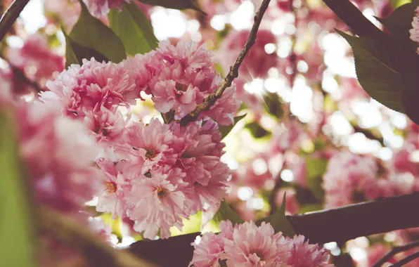 Leaves, light, flowers, glare, branch, spring, garden, Sakura