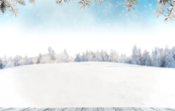 Winter, Snow, Branches, Board, Template