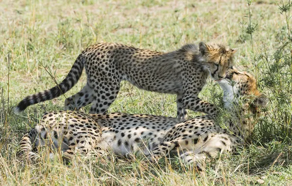 Picture family, Cheetah, weasel, kitty, mother