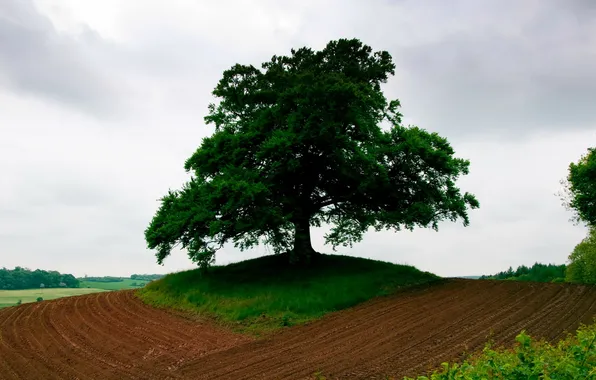 Field, trees, landscape, nature