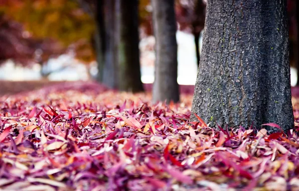 Picture autumn, trees, background, trunks, paint, foliage, blur, bark