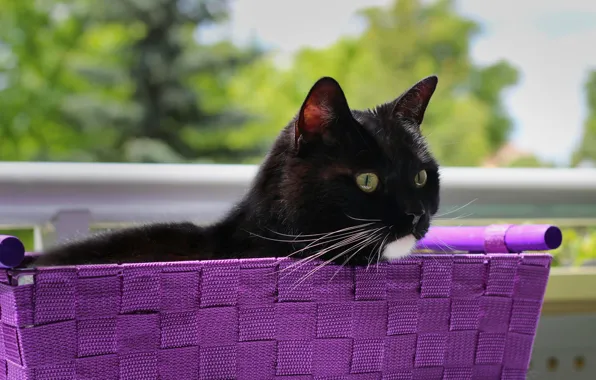 Cat, cat, black, basket
