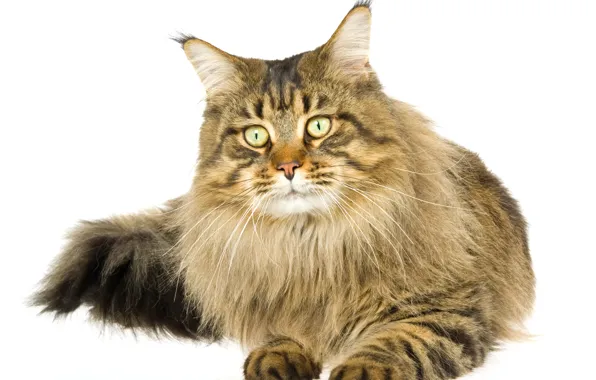 Picture cat, cat, white background, Maine Coon