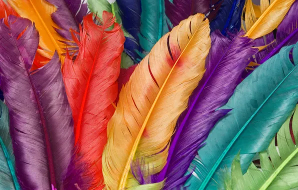 Macro, color, feathers