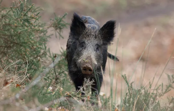 Look, face, branches, nature, black, walk, boar, needles