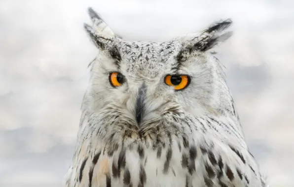 Picture white, look, background, owl, bird, portrait, owl