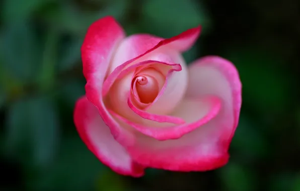 Picture macro, background, rose, Bud