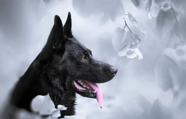 Background, each, dog