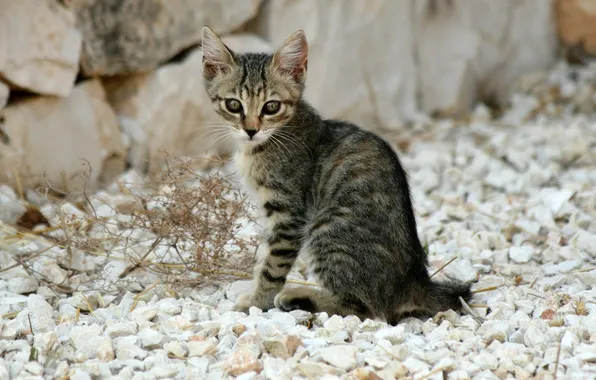Cat, cat, stones, kitty, grey, striped, cat