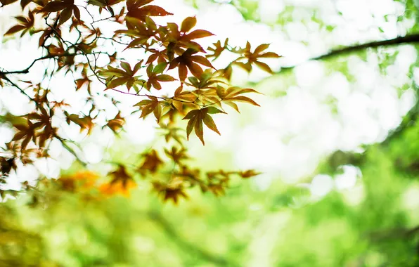 Leaves, light, nature