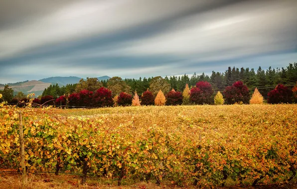 Picture autumn, the sky, leaves, clouds, trees, vineyard, the crimson