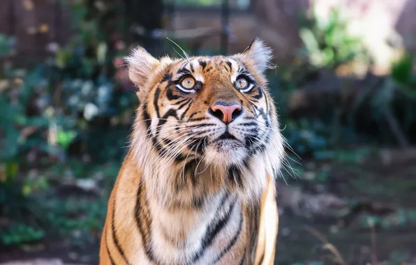 Cat, look, face, tiger, Sumatran