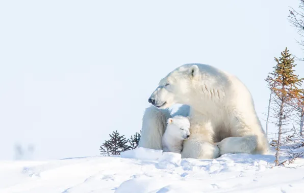 Winter, snow, bear, cub, bear, Polar bears, Polar bears
