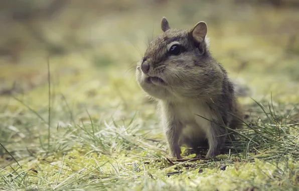 Nature, background, Chipmunk, chipmunk