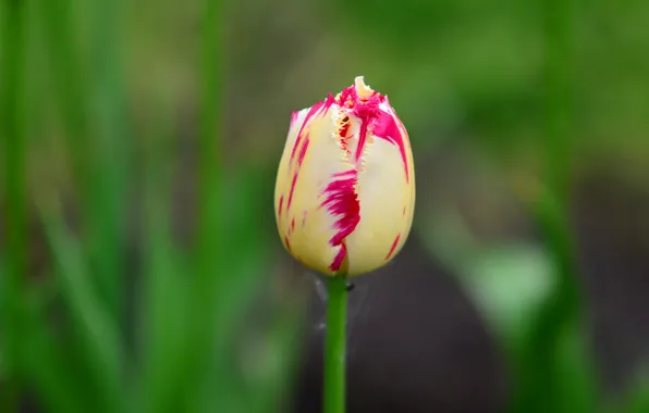 Flower, Tulip, stem, Bud, bokeh