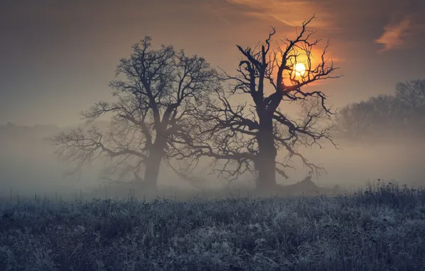 FOREST, FIELD, TREES, BRANCHES, SILHOUETTES, FOG, CROWN