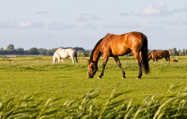 Field, horses, horse, grazing