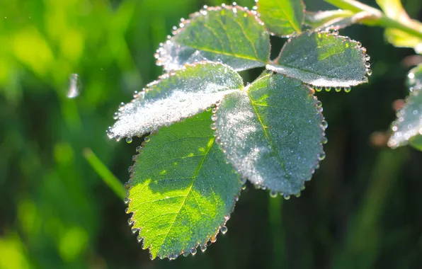 Drops, leaf, plant