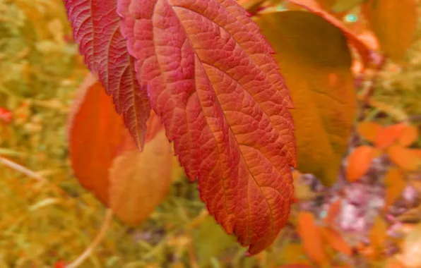 Sheet, Red, Autumn