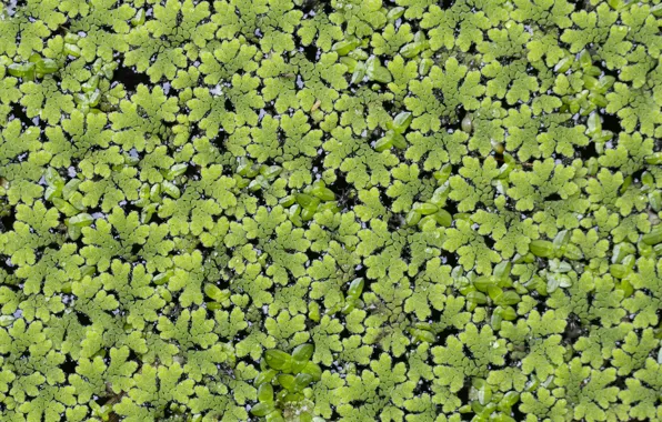 Greens, leaves, background, a lot